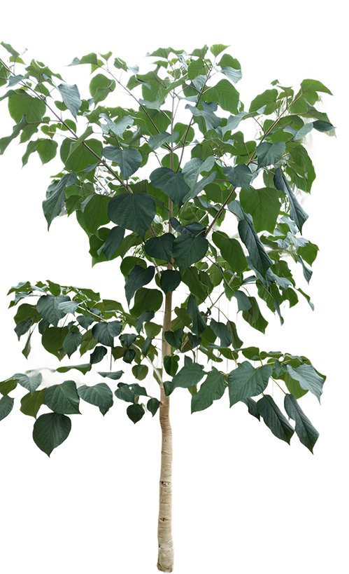 Orgatek content image